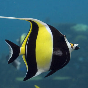 BUTTERFLY FISH