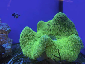 ANEMONES