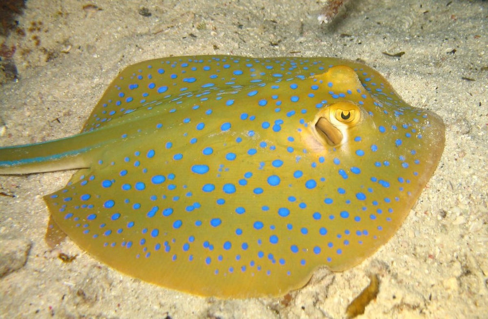 Exotic Fish
