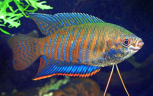 GOURAMIS