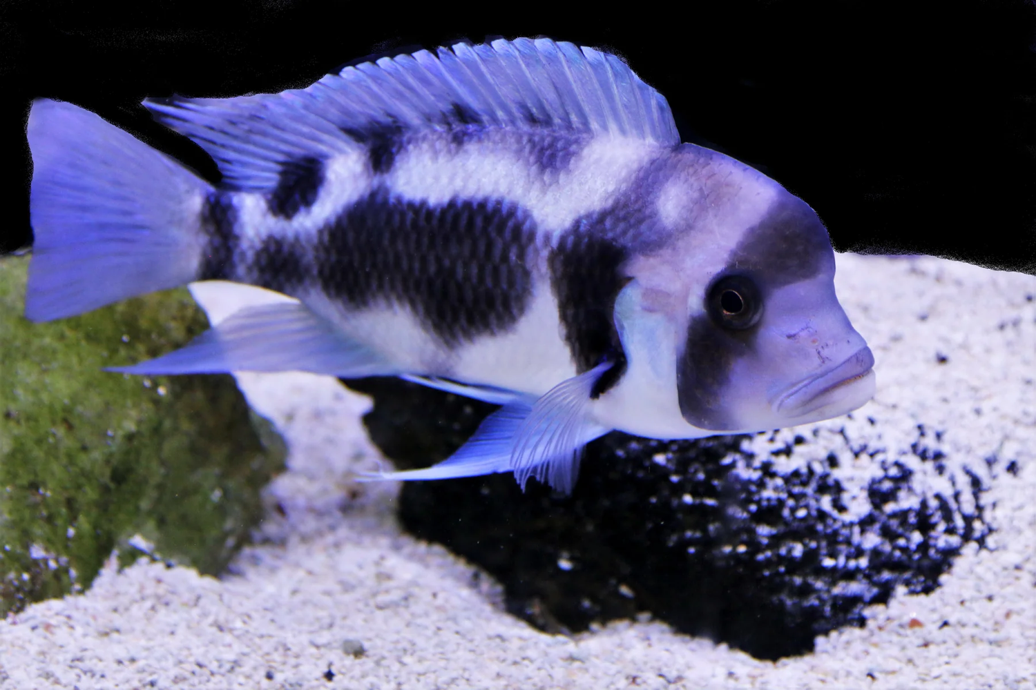 African Tanganyika Cichlid