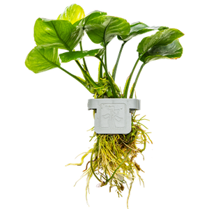PLANTS IN CLIPS