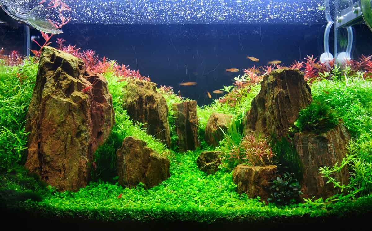 AQUASCAPPING