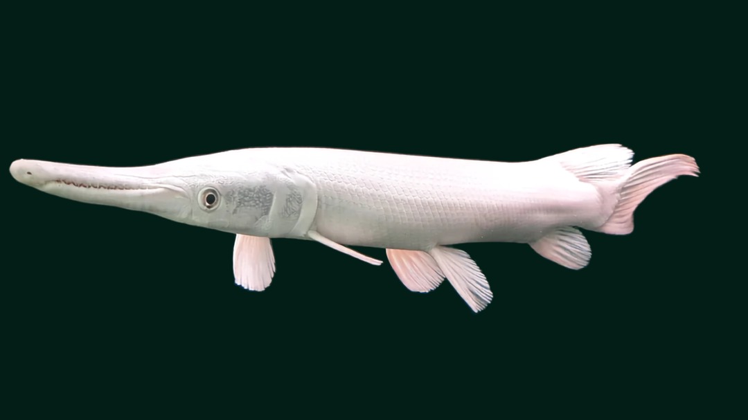 Gar