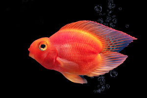 PARROT CICHLID