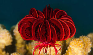 STAR FISH