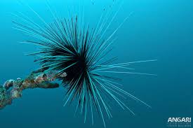 SEA URCHIN