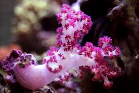 LEATHER POLYP