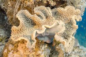 LEADER CORALS
