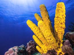 TREE SPONGES