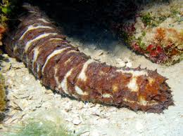 SEA CUCUMBER