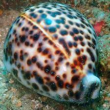 SNAIL