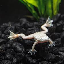 FROGS