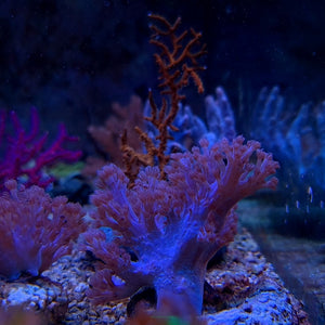 SOFT POLYP