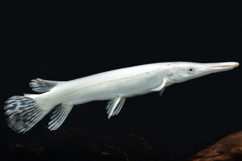 MONSTER FISH