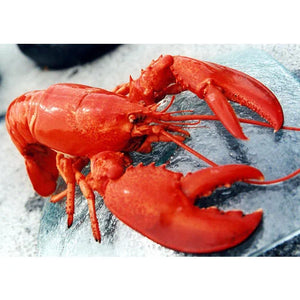 LOBSTERS