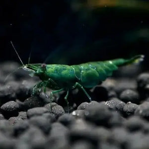 SHRIMPS-Freash