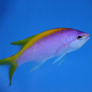 PERCH