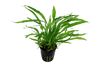 Microsorum pteropus 'Narrow'