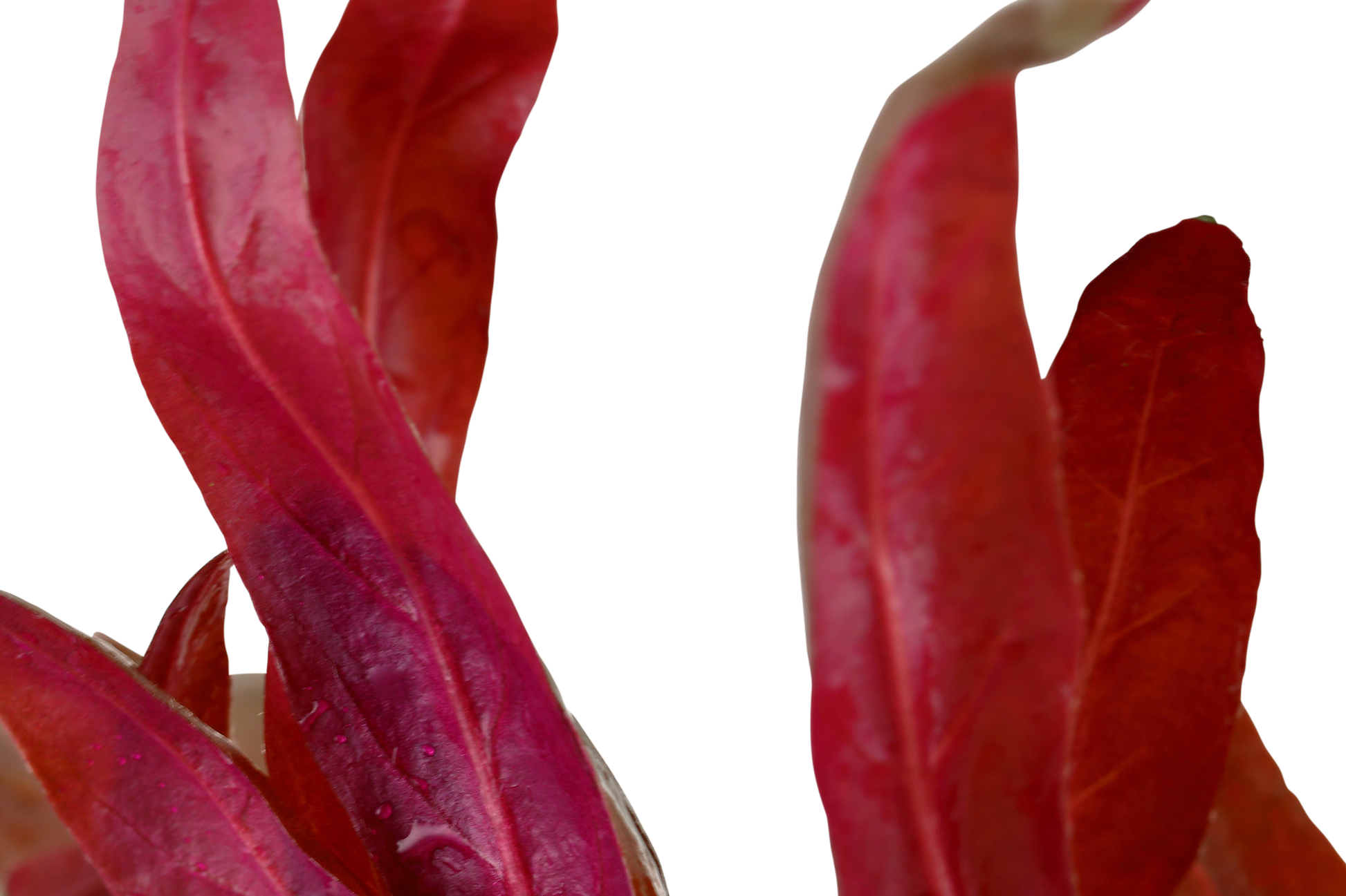 Vibrant pink leaves of Aquarium plant Alternanthera reineckii 'Rosanervig' in a compact growth form.