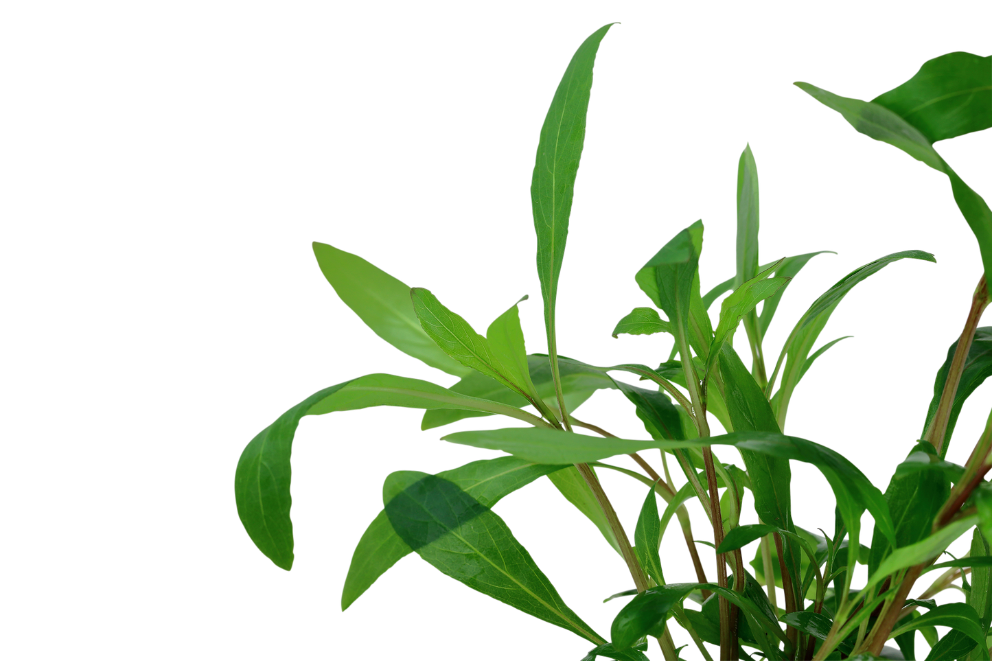 Hygrophila corymbosa 'Siamensis'