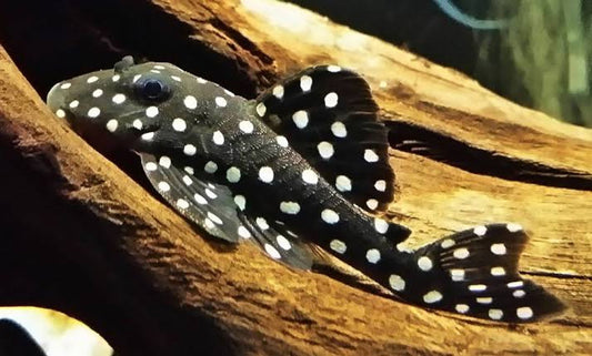 Orinoco Angel Pleco (L201)
