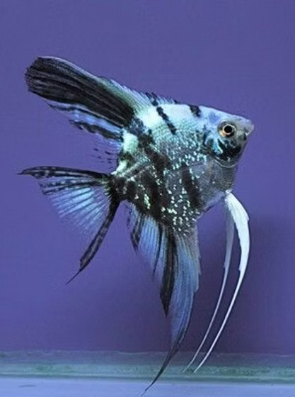 Blue Marble Angel Fish