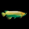 Premium Malaysian Golden Blue Base Arowana