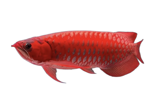 Blood Red Arowana