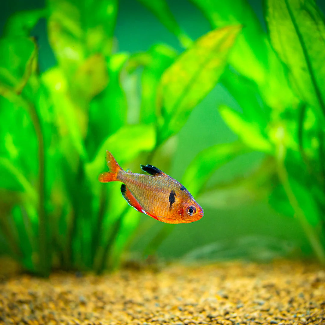 Serpae Tetra fish in planted aquarium Ireland