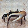 Fiddler crab