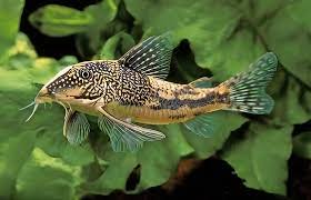 Corydoras barbatus