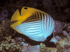 Treadfin Butterflyfish