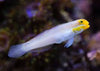 Golden-headed Sleeper Goby