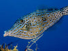 Scrawled filefish