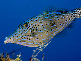 Scrawled filefish