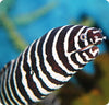 Zebra eels