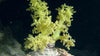 Broccoli Nephthea
