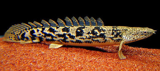 Guinean Bichir