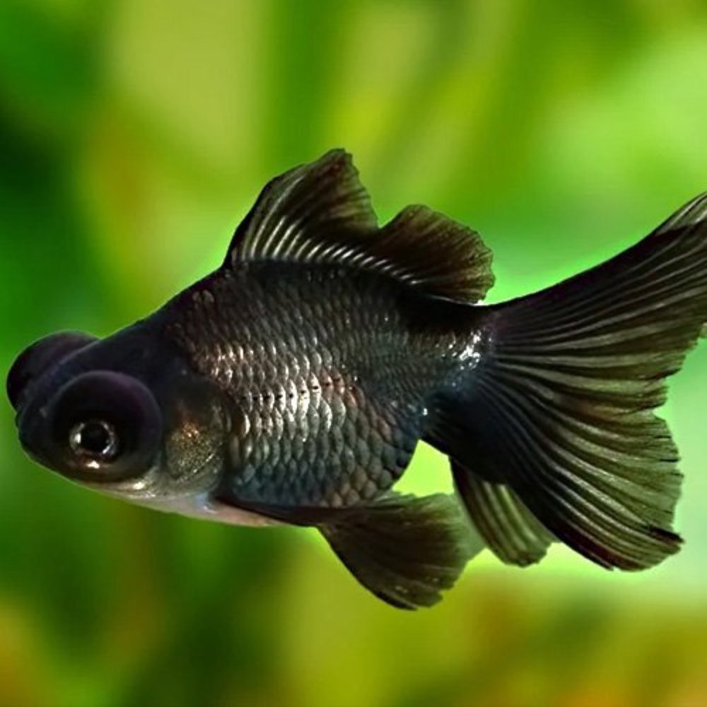 Oranda Black
