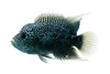 Zen Zhu Flowerhorn Grade A