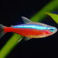 Cardinal Tetra