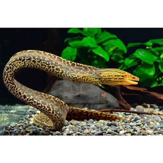 Tiger Moray Eel