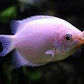 Balloon Kissing Gourami