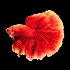Betta Halfmoon Super Red