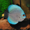 Blue Diamond Discus