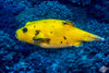 Yellow Golden Puffer