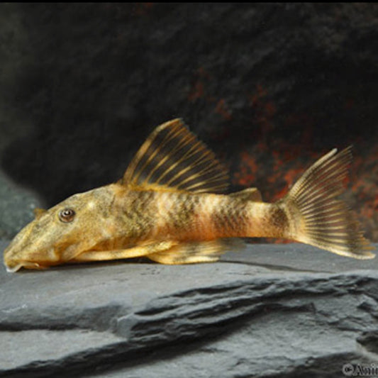 Tiger Pleco L02