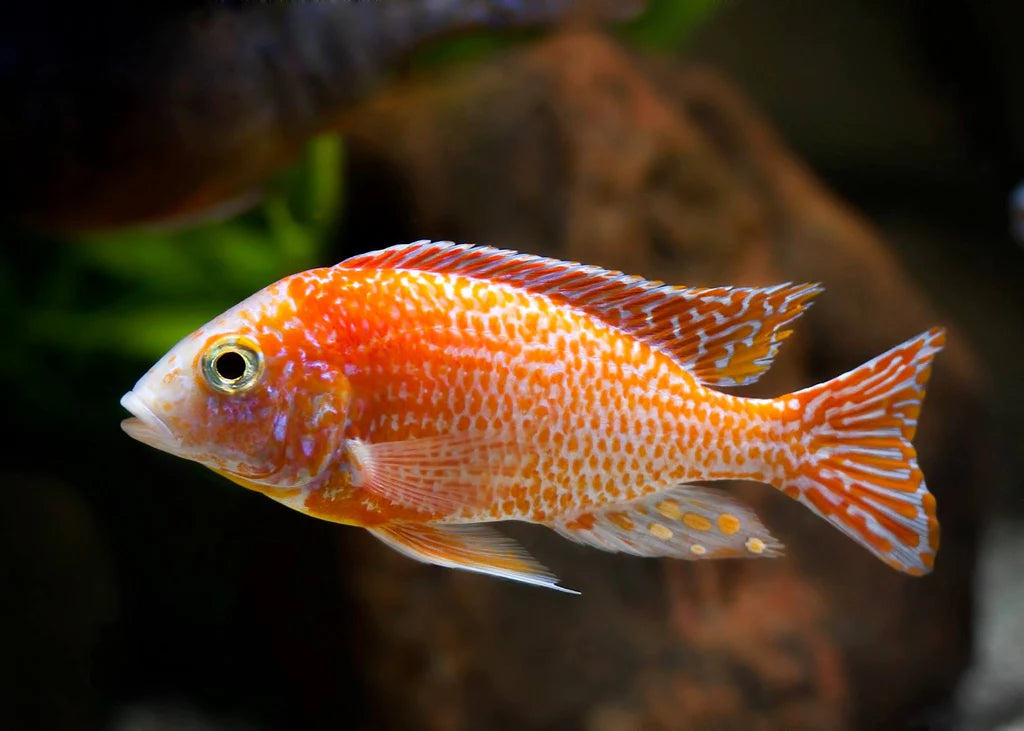 Dragon Blood Peacock