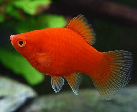 Red Coral Platy